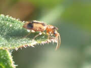 Thumbnail 416683 B
