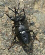Thumbnail 416702 B