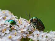 Thumbnail 416725 A