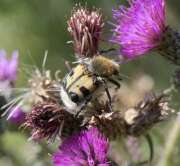 Thumbnail 416774 B