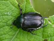Thumbnail 416814 B