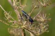 Thumbnail 416820 B