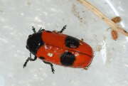 Thumbnail 416877 B