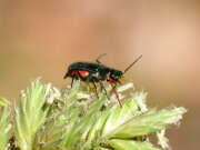 Thumbnail 416881 B