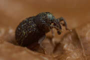 Thumbnail 416897 B