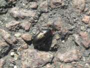 Thumbnail 416901 B