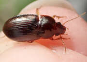 Thumbnail 416927 B