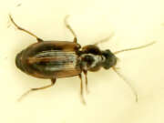 Thumbnail 416931 A
