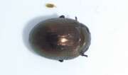 Thumbnail 416940 B
