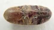 Thumbnail 416949 A