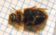 Thumbnail 416973 A