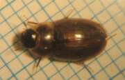 Thumbnail 416973 B