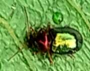 Thumbnail 416977 B