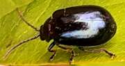 Thumbnail 416988 B