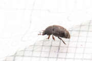 Thumbnail 416989 A