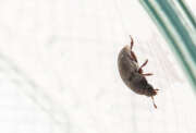 Thumbnail 416989 B
