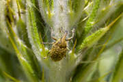 Thumbnail 416994 A
