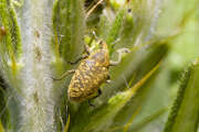 Thumbnail 416994 B