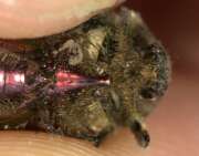 Thumbnail 417021 B