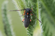Thumbnail 417037 B
