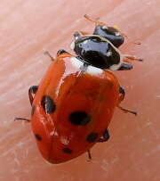 Thumbnail 417074 A