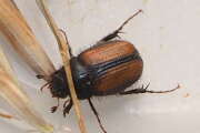 Thumbnail 417082 B