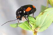Thumbnail 417125 A