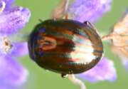 Thumbnail 417142 A