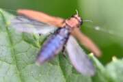 Thumbnail 417148 B
