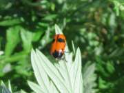 Thumbnail 417165 B