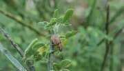 Thumbnail 417336 B