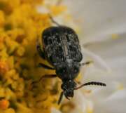 Thumbnail 417337 B