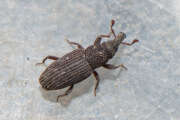 Thumbnail 417357 B