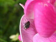 Thumbnail 417408 B