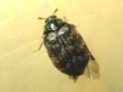 Thumbnail 417435 A