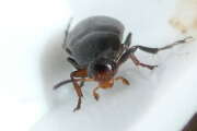 Thumbnail 417486 B