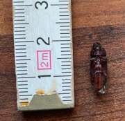 Thumbnail 417524 B