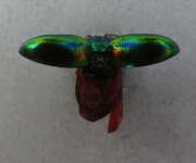 Thumbnail 417545 B