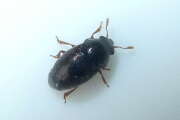Thumbnail 417653 B