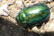 Thumbnail 417674 C