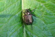 Thumbnail 417724 A