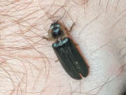 Thumbnail 417740 B