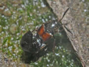 Thumbnail 417755 B