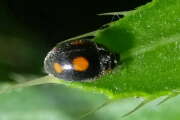 Thumbnail 417780 A