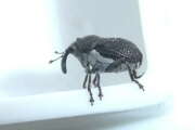 Thumbnail 417781 A
