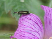 Thumbnail 417782 B