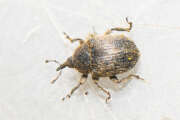 Thumbnail 417797 A