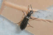 Thumbnail 417801 B
