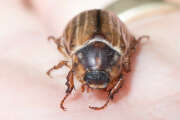 Thumbnail 417804 B