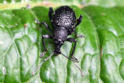 Thumbnail 417810 B